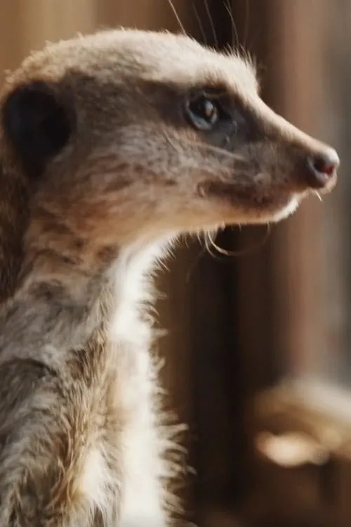 Elvis the Meerkat interpretando a Trevor