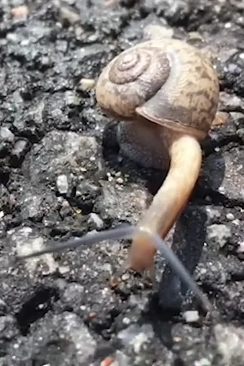 Snail interpretando a Self