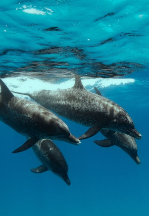 Ballenas con Steve Backshall · Supervivientes portada