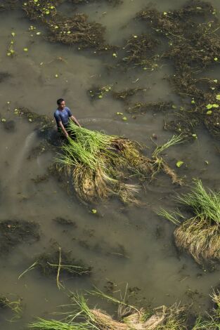 Bangladés: lucha contra el cambio climático portada