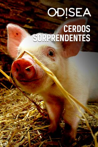 Cerdos sorprendentes portada