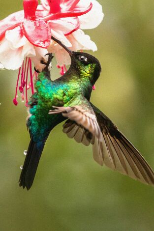 Costa Rica, el efecto de los colibríes portada