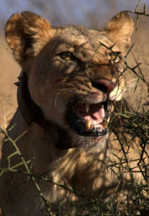 El león guerrero en la programación de Nat Geo Wild HD (Documentales)