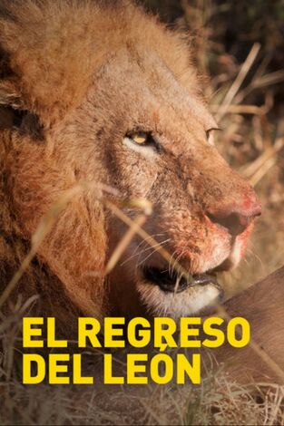 El regreso del león en la programación de Nat Geo Wild HD (Naturaleza)