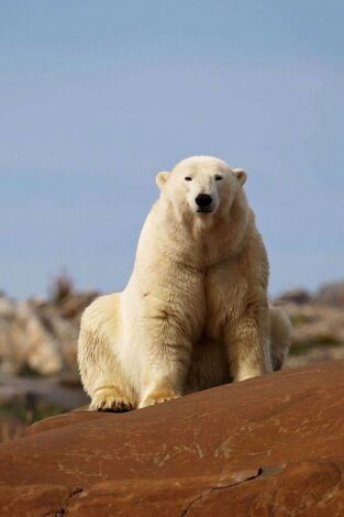 El reino del oso polar: El clan del norte portada