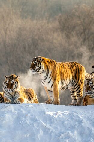 El reino secreto del tigre de Amur portada