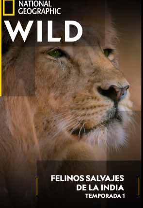 Felinos salvajes de la India · Maestros del disfraz en la programación de Nat Geo Wild HD (Naturaleza)