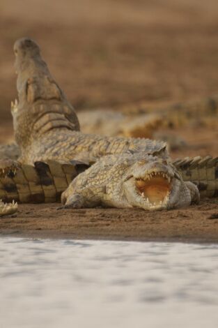 Hipopótamo contra cocodrilo en la programación de Nat Geo Wild HD (Naturaleza)