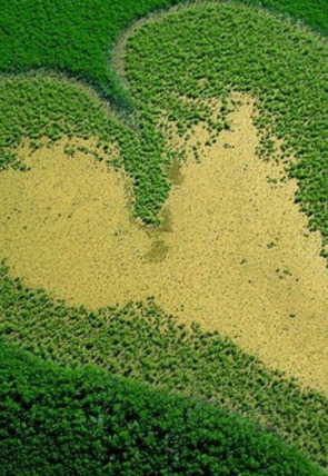 La Tierra desde el cielo · Vist des del cel: La crida del bosc (1ª part) portada