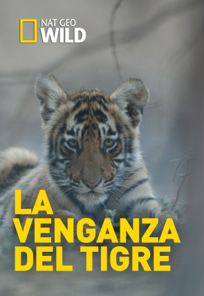 La venganza del tigre en la programación de Nat Geo Wild HD (Naturaleza)