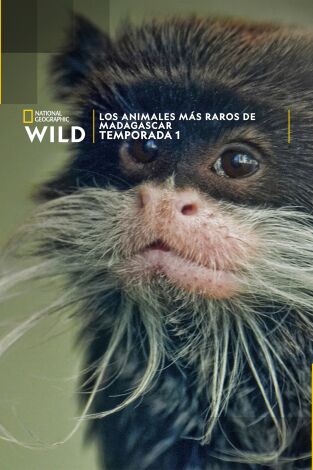 Los animales más raros de Madagascar portada