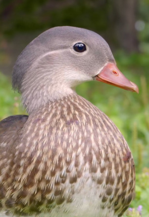 Maravillas secretas de Europa · Alemania en la programación de Nat Geo Wild HD (Documentales)