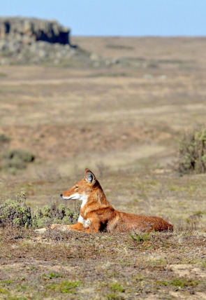 Megeti, el lobo perdido de África portada