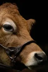 Película A Feeling of Home: The Making of First Cow