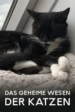 Película Das geheime Wesen der Katzen