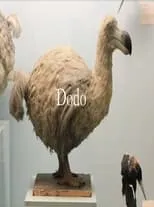 Poster de la película Dodo - Películas hoy en TV