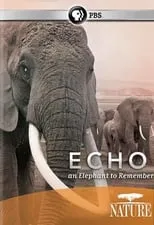 Película Echo. La elefanta inolvidable