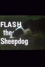 Película Flash the Sheepdog