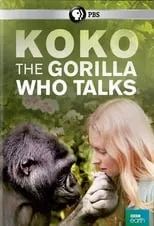 Película Koko: The Gorilla Who Talks to People