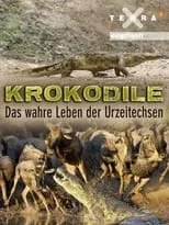 Película Krokodile - das wahre Leben der Urzeitechsen