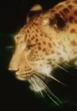 Película Leopard