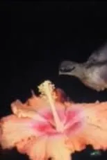 Película Les oiseaux du paradis