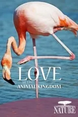 Película Nature: Love in the Animal Kingdom