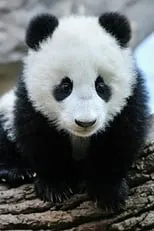 Steve Leonard es narrator en Panda Babies