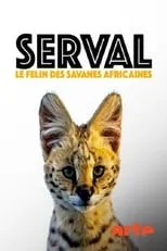 Portada de Servale - Afrikas unbekannte Katzen