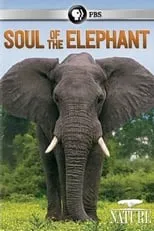 Película Soul of the Elephant