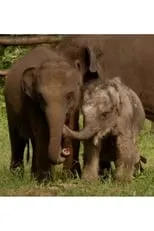 Martyn Colbeck es Narrator en Sri Lanka: Elephant Island