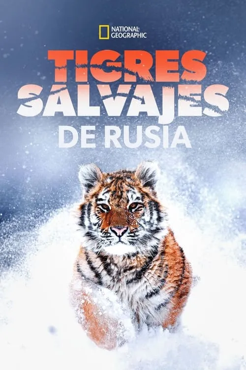 Salvatore Vecchio es Narrator (voice) en Tigres salvajes de Rusia