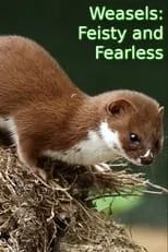 Portada de Weasels: Feisty and Fearless