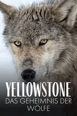 Poster de la película Yellowstone - Das Geheimnis der Wölfe - Películas hoy en TV