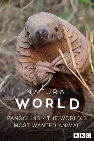 Pangolins: The World's Most Wanted Animal portada