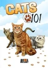 Portada de Cats 101