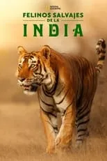 Portada de Felinos Salvajes de India