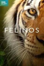 Portada de Felinos