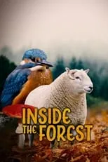 Portada de Inside the Forest Seasons of Wonder