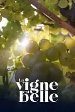 La vigne est belle