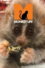 Portada de Monkey Life