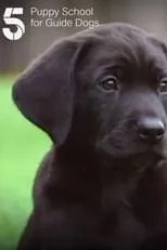 Portada de Puppy School for Guide Dogs