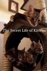 Póster de la temporada 1 de la serie The Secret Life of Kittens