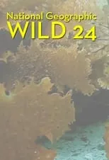 Portada de Wild 24