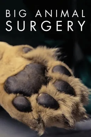 Big Animal Surgery portada