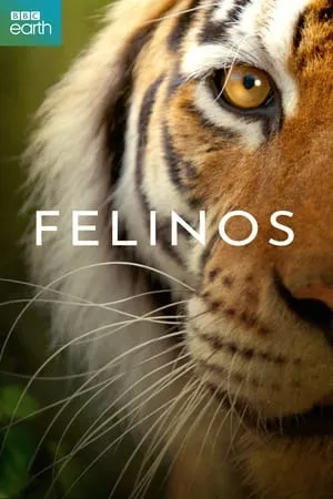 Felinos portada