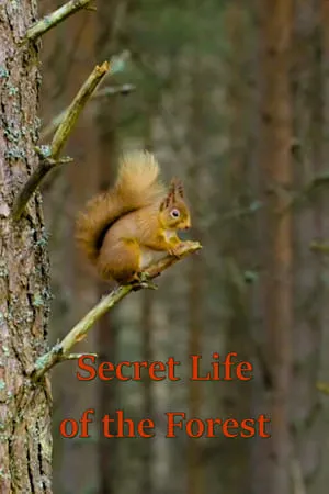 Secret Life of the Forest portada