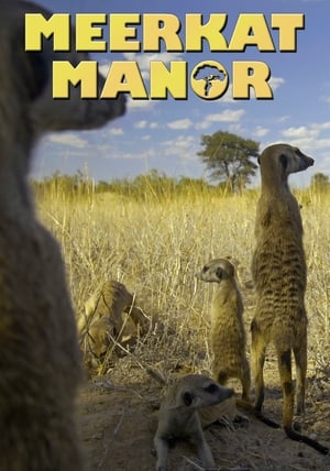 Meerkat Manor portada