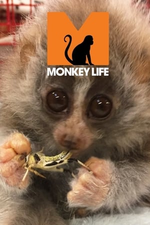 Monkey Life portada