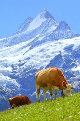 Suiza, el corazón de los Alpes portada